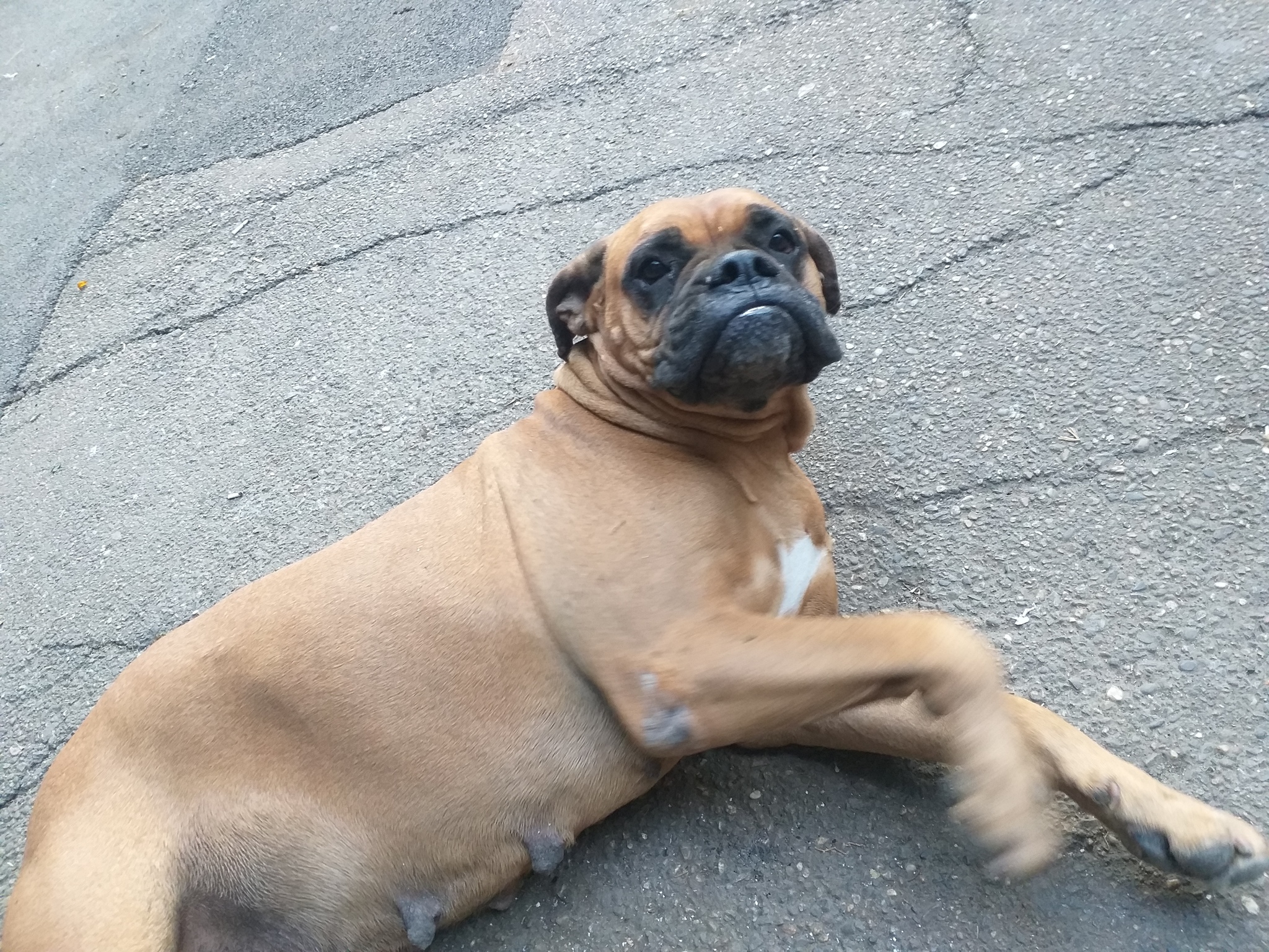 Lost dog and I am a cat person..help - My, Lost, Krasnodar, Dog, Boxer, No rating, Help, , Longpost, Helping animals, Tag