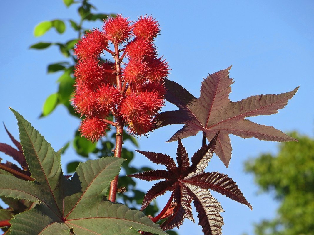 The territory of our kindergarten is decorated with a beautiful hedge ... from a wolfberry - My, The science, Children, Biology, Kindergarten, Poisonous plants, Castor bean, Wolfberry, Safety, Longpost