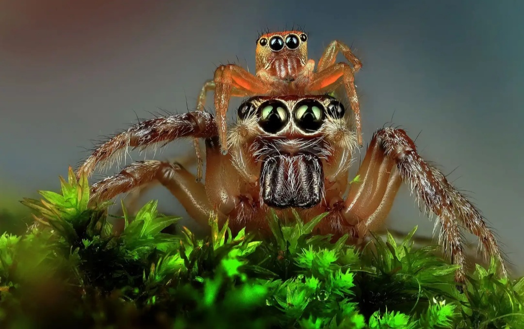 Universal cuteness post: s - Spider, Milota, Longpost, Macro photography