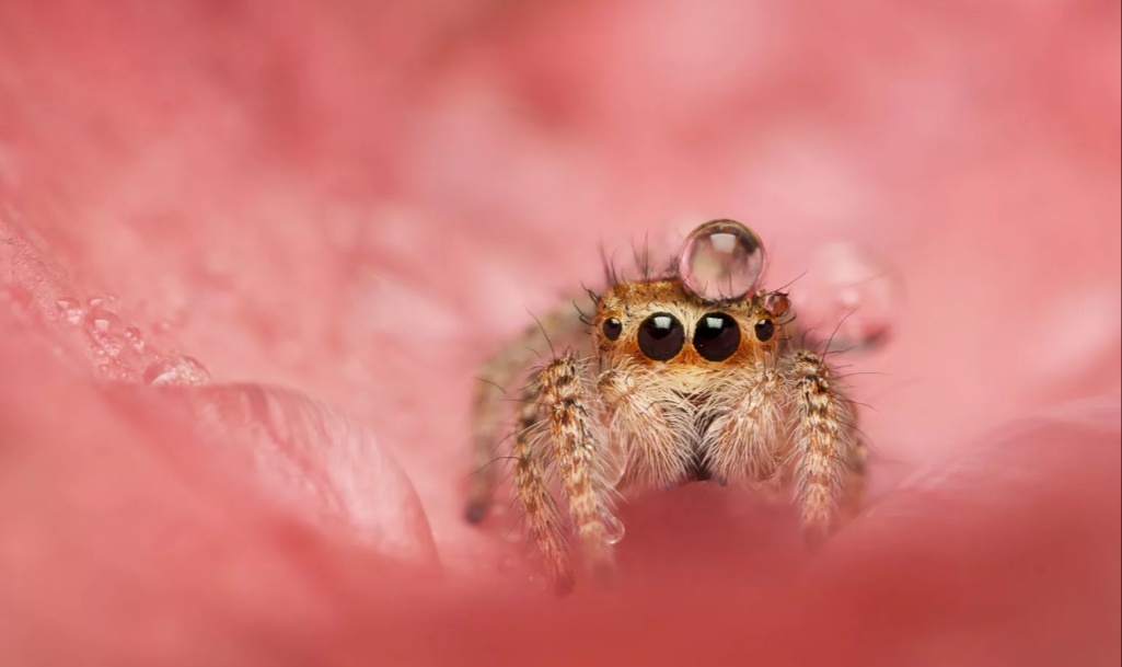 Universal cuteness post: s - Spider, Milota, Longpost, Macro photography