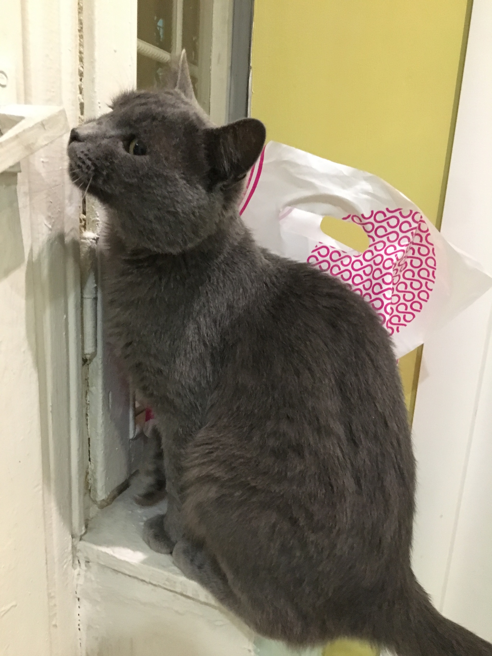 The story of Kathos or how a domestic cat ended up on the street and has been looking for a home for almost a year. - My, Moscow, In good hands, Looking for a home, Catomafia, Moscow region, Russian blue, No rating, Longpost, cat