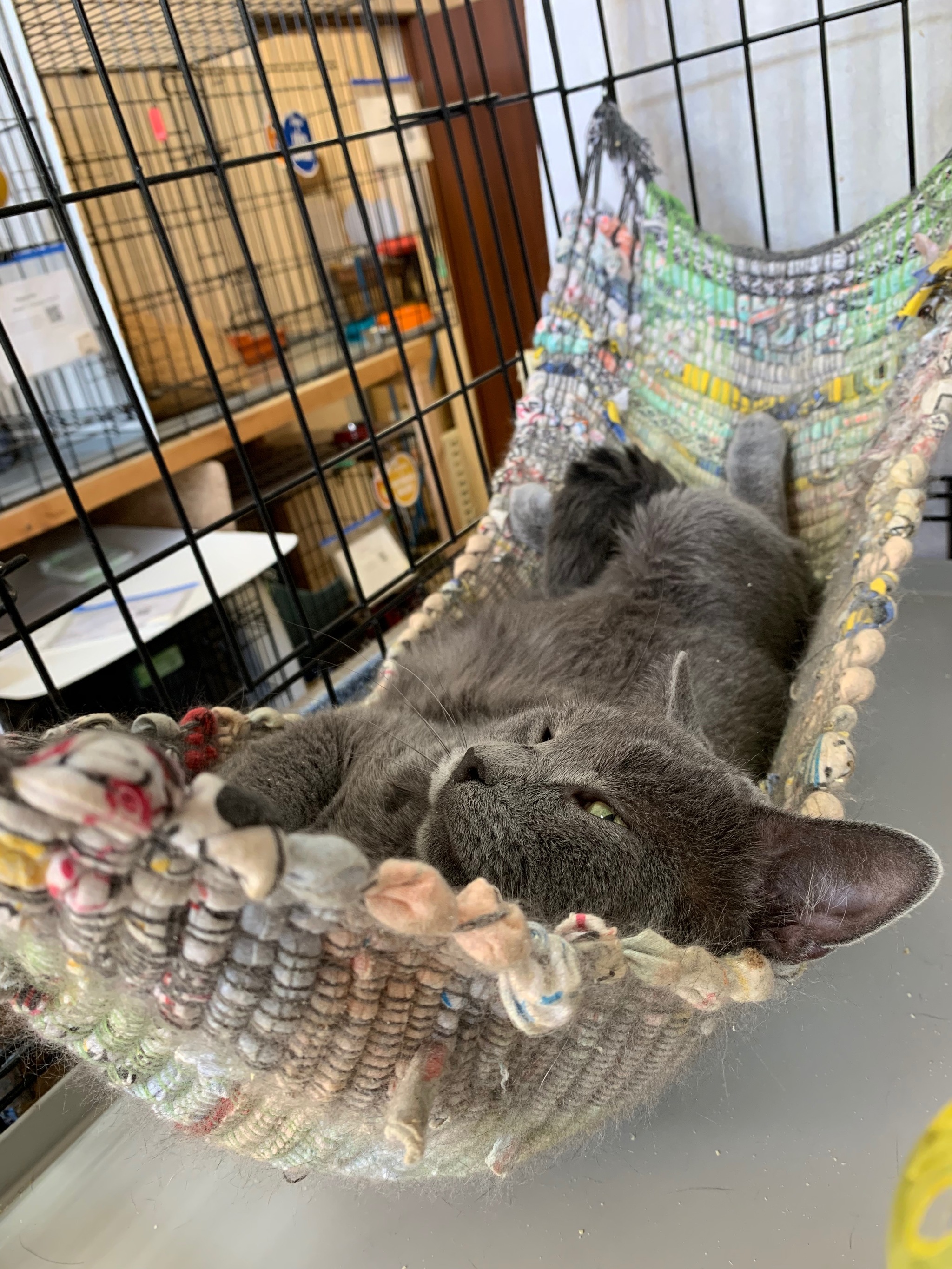 The story of Kathos or how a domestic cat ended up on the street and has been looking for a home for almost a year. - My, Moscow, In good hands, Looking for a home, Catomafia, Moscow region, Russian blue, No rating, Longpost, cat