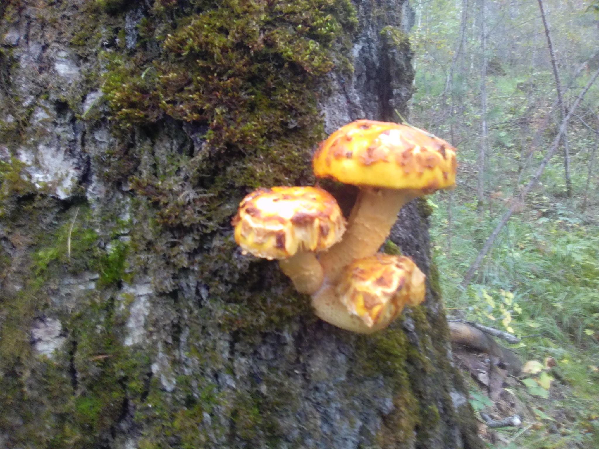 Mushrooms - My, Mushrooms, Yearning, Fun, A life, Longpost