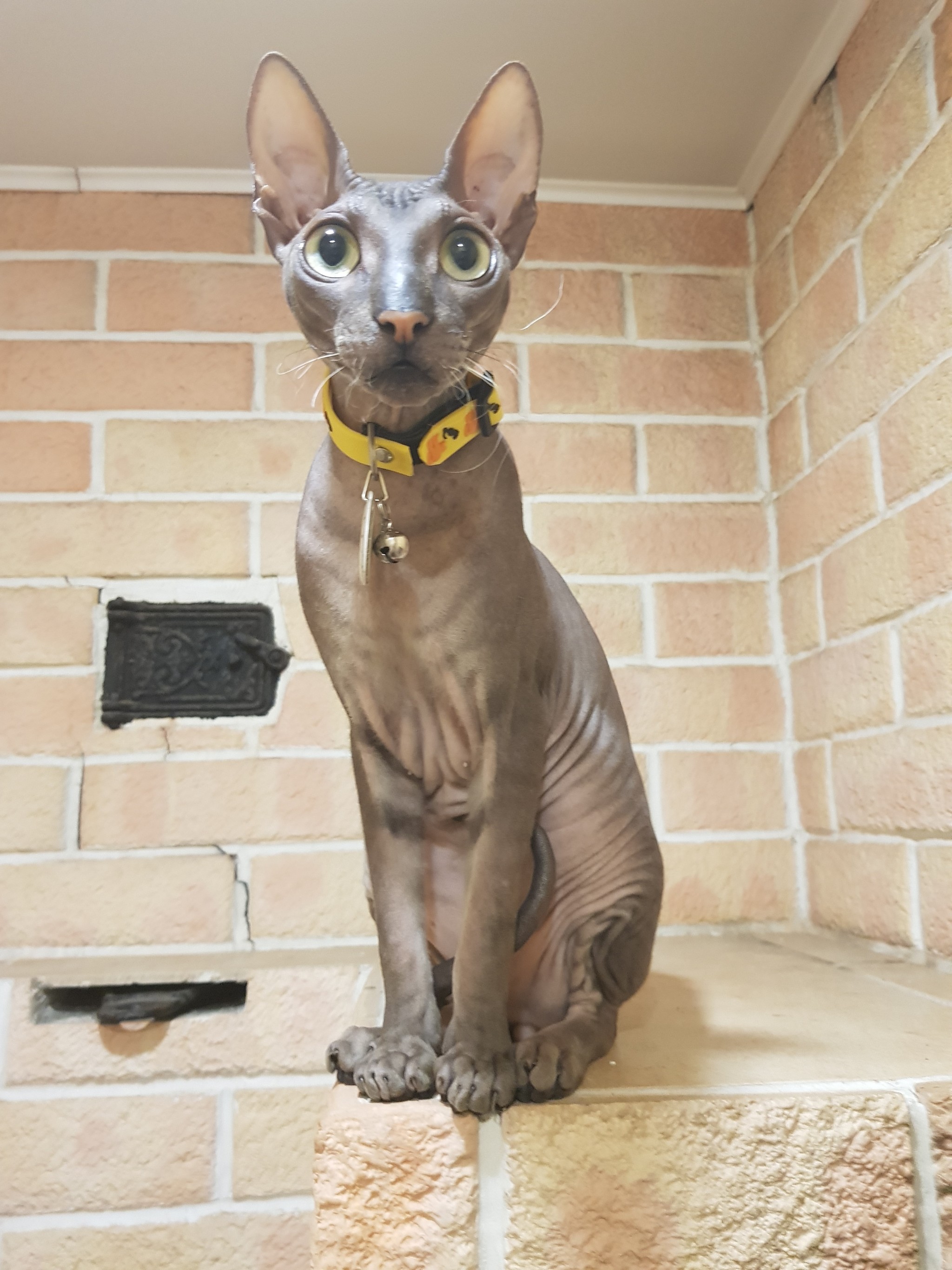 Tigra loves a hot brick oven) - My, Don Sphynx, Sphinx, Catomafia, cat, Pets, Longpost