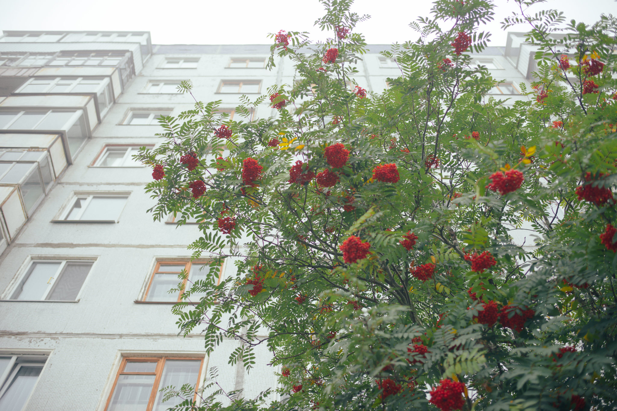 Knowledge Day... - My, Arkhangelsk, Fog, Silent, Silent Hill, The photo, Nine-storey building, , Longpost