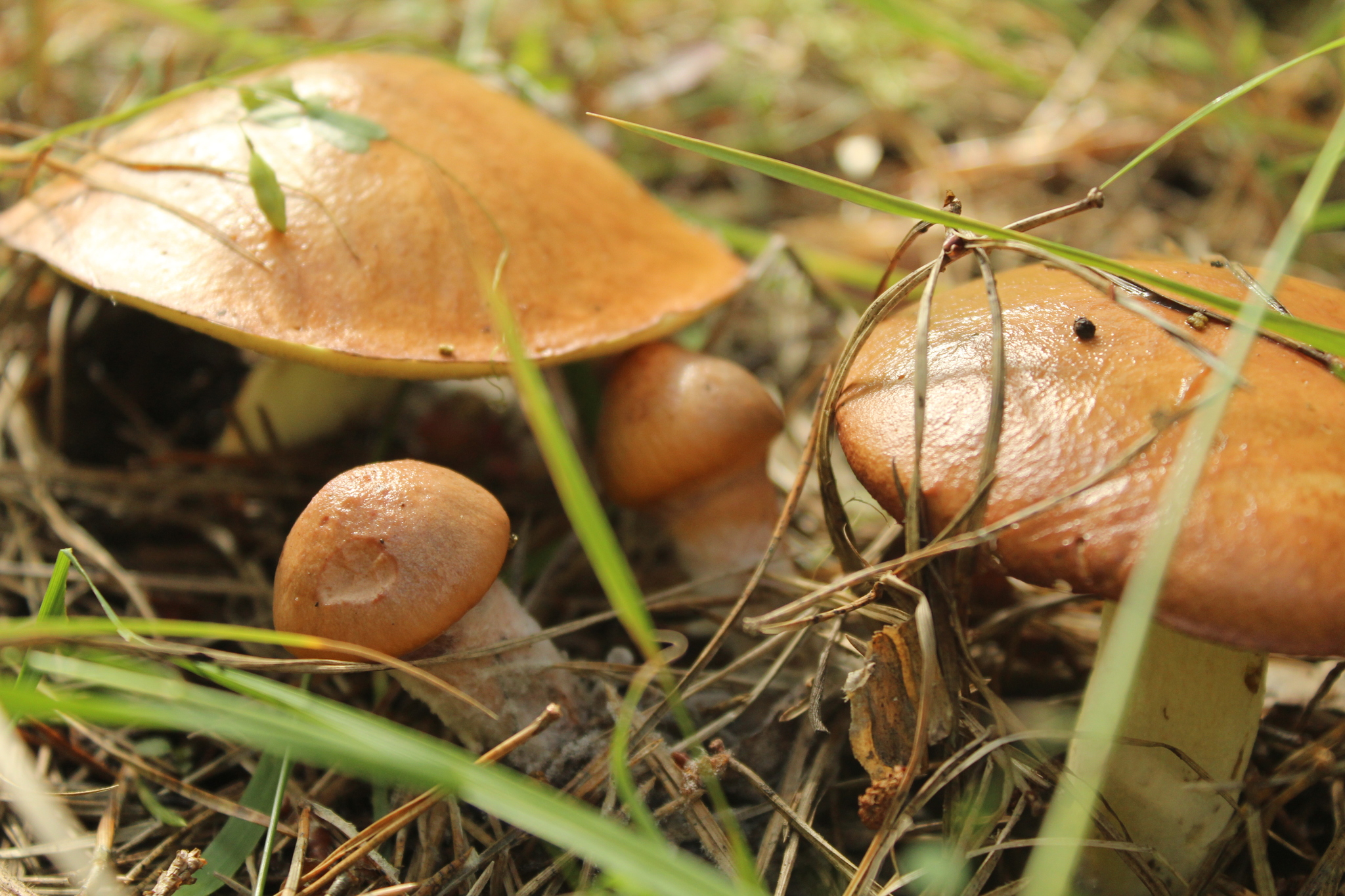 Quiet hunt... - My, Mushrooms, Forest, Silent hunt, Beginning photographer, Canon 4000d