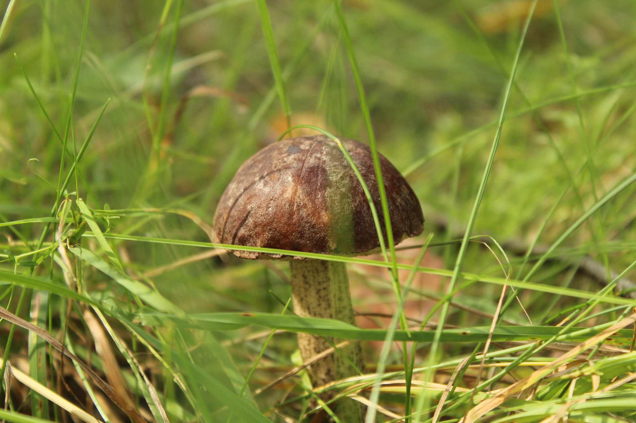 Quiet hunt... - My, Mushrooms, Forest, Silent hunt, Beginning photographer, Canon 4000d