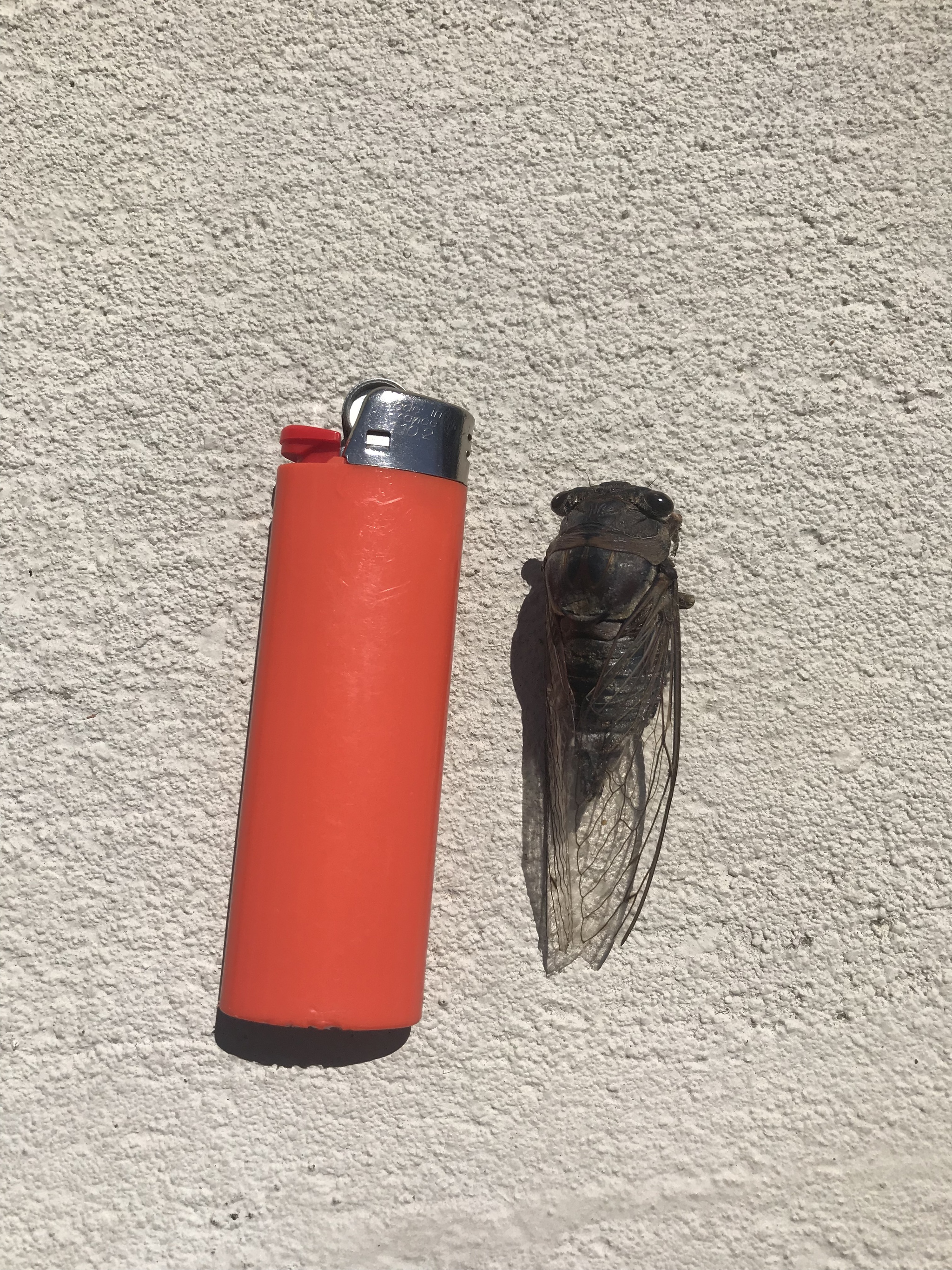 Terrible find - My, Cicada, Insects, Insectophobia, Longpost