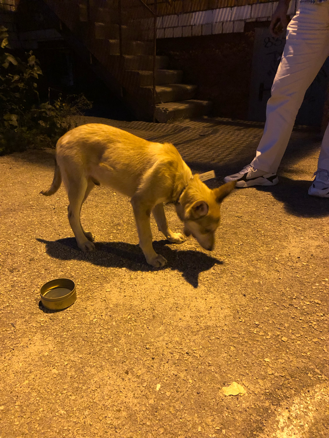 Let us help you find the owner - My, Animals, Overexposure, Longpost, Dog, Found a dog, Lost, Nizhny Novgorod, In good hands, No rating