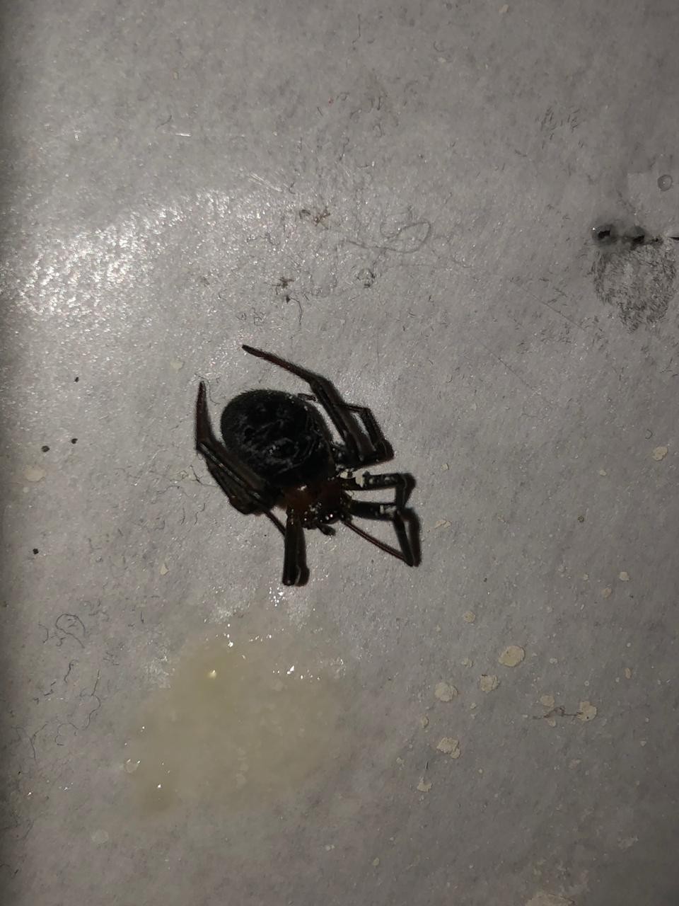 What the hell is this - My, Arachnophobia, Identification, Spider, Insects, Longpost