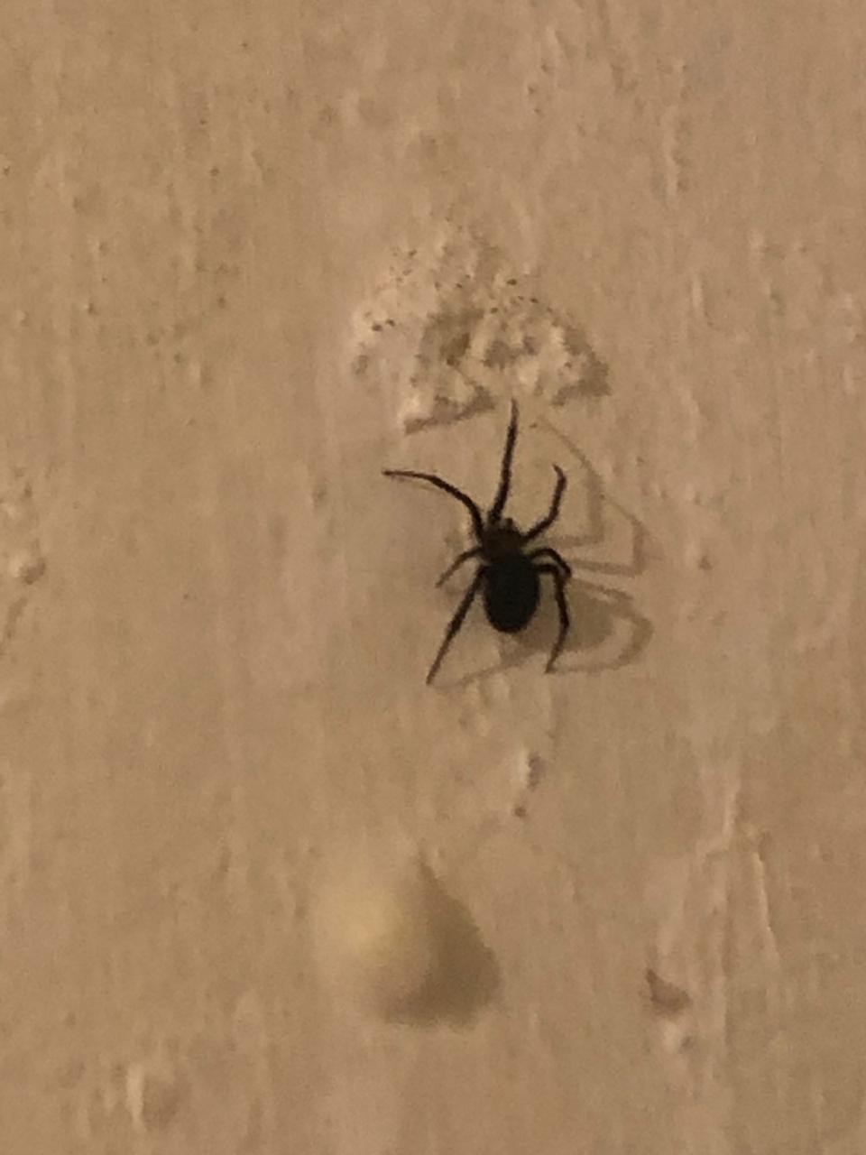 What the hell is this - My, Arachnophobia, Identification, Spider, Insects, Longpost