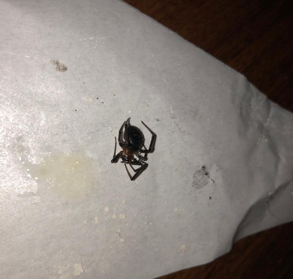 What the hell is this - My, Arachnophobia, Identification, Spider, Insects, Longpost