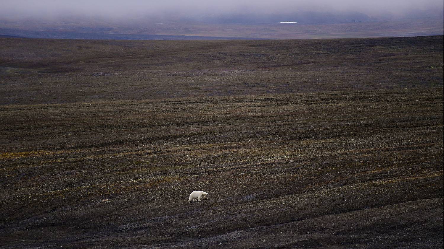 Cold, but very beautiful. How the northernmost island of the Russian Arctic lives - My, Дальний Восток, North, Wrangel Island, Arctic, Tourism, Longpost