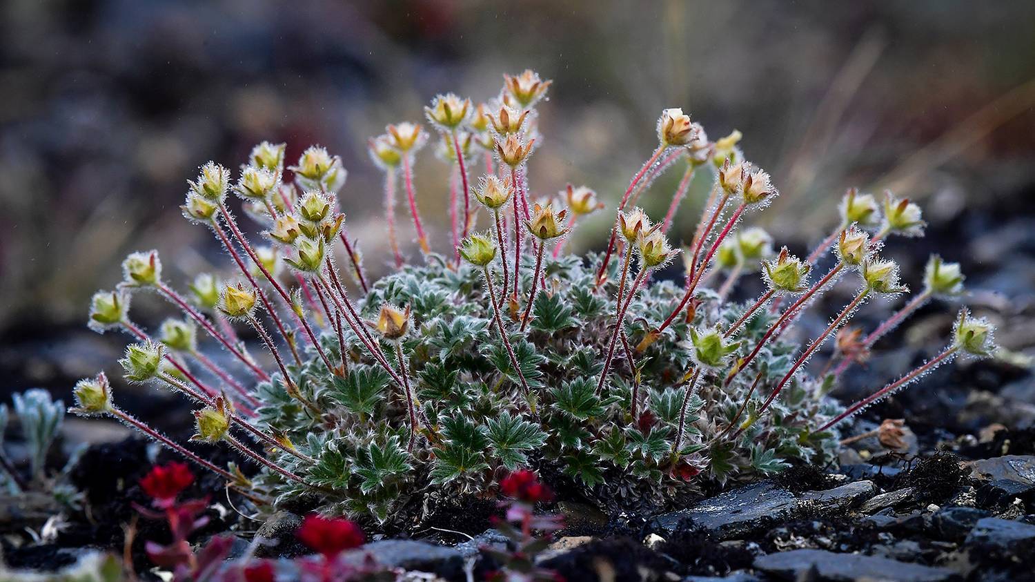 Cold, but very beautiful. How the northernmost island of the Russian Arctic lives - My, Дальний Восток, North, Wrangel Island, Arctic, Tourism, Longpost