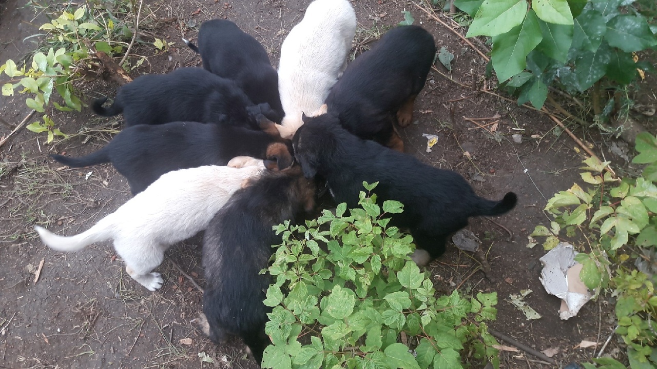 .Magnitogorsk, Puppies need a family. - My, Puppies, In good hands, Magnitogorsk, Help, Overexposure, Pets, Dog, Longpost, No rating