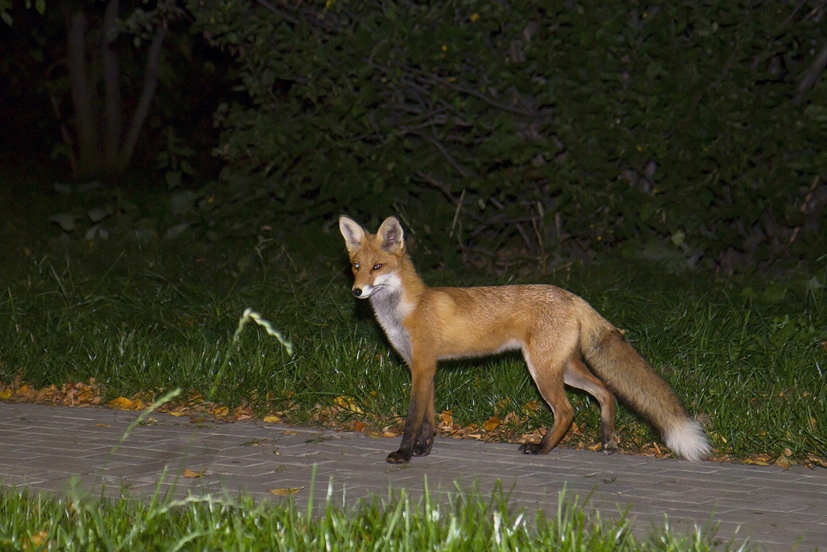 Foxes of Moscow - Fox, The photo, Moscow, Longpost