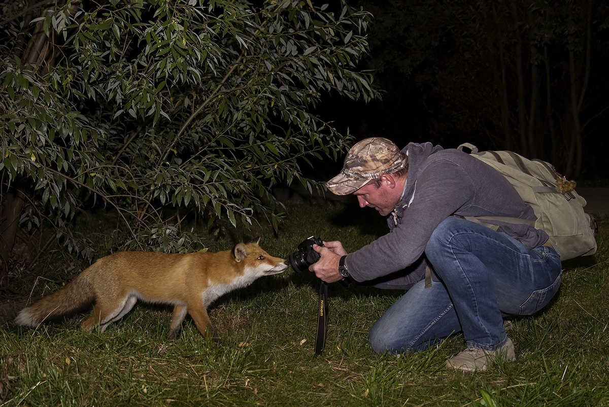 Foxes of Moscow - Fox, The photo, Moscow, Longpost