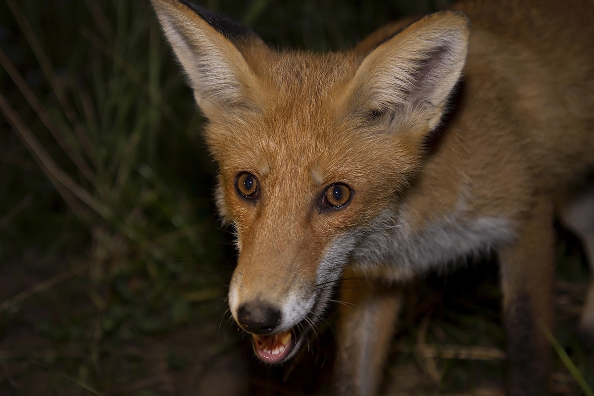 Foxes of Moscow - Fox, The photo, Moscow, Longpost