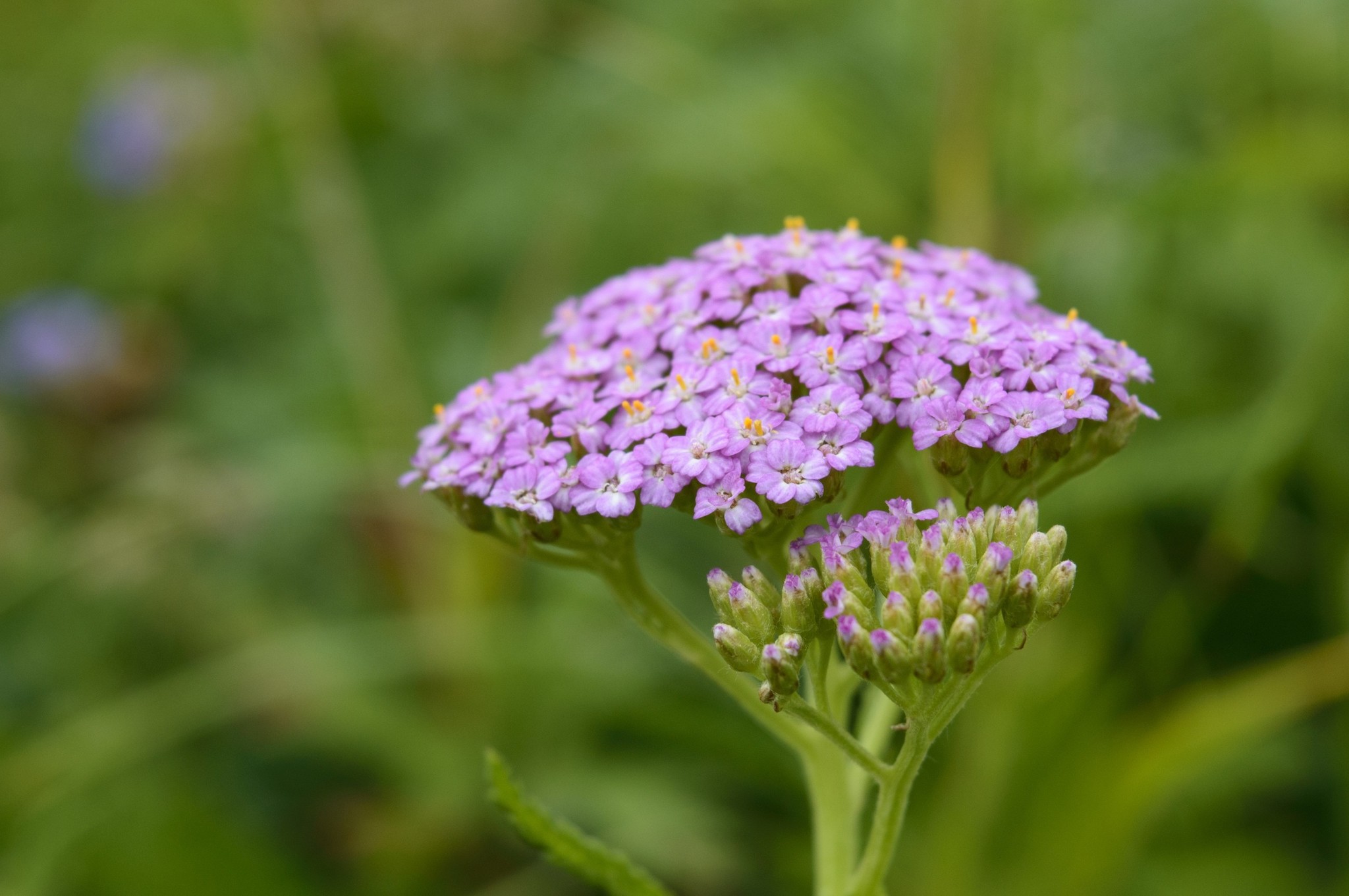 One summer day... - My, Nature, beauty of nature, Landscape, Flowers, River, Longpost