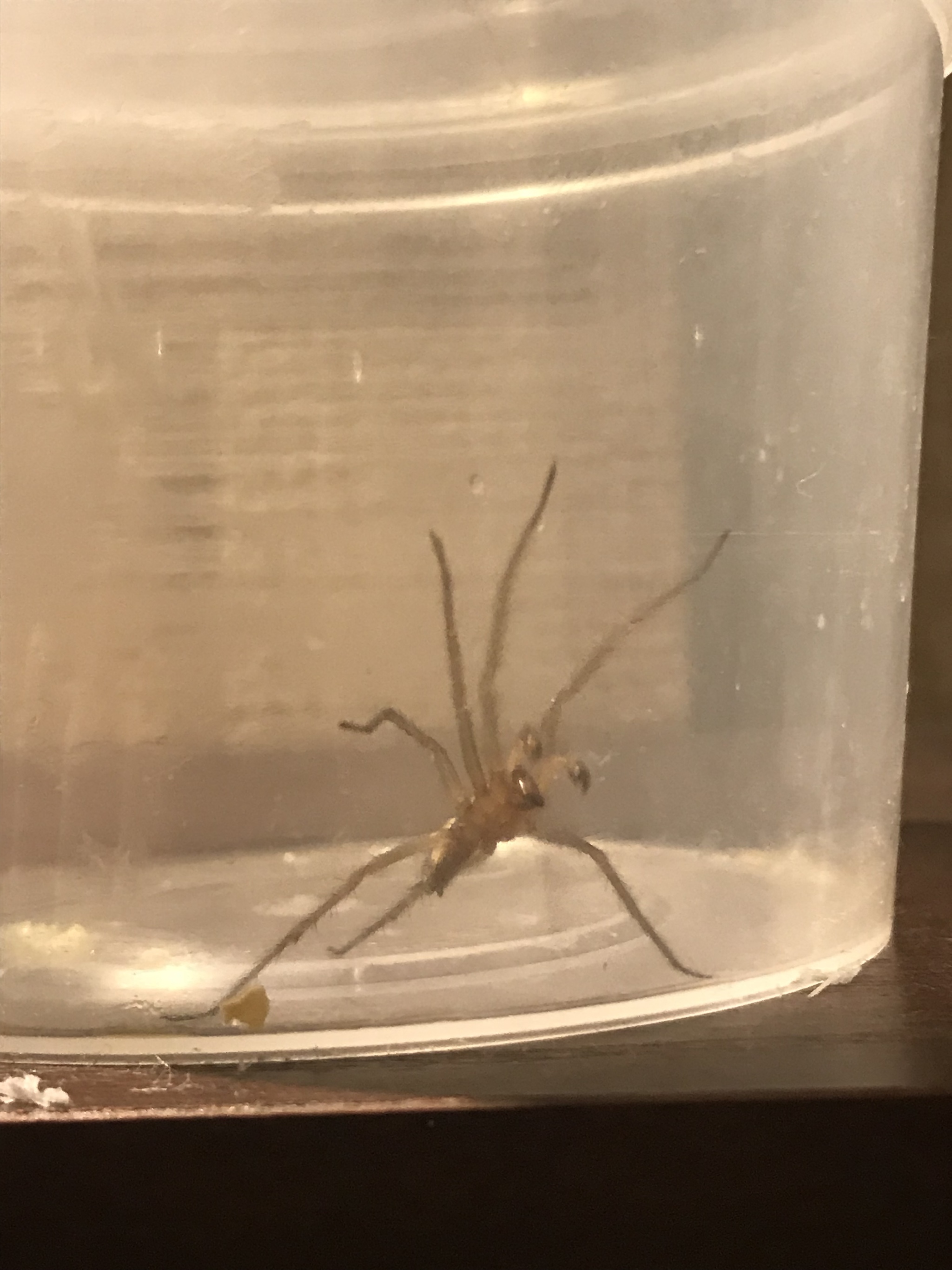 Help identifying this spider - My, Arthropods, Identification, Longpost