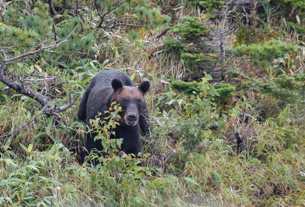 Snow White and Baby - The Bears, The photo, Artur Murzakhanov, Photostory, Longpost