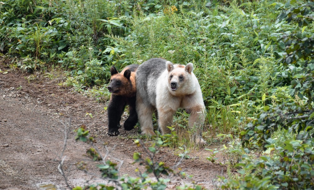 Snow White and Baby - The Bears, The photo, Artur Murzakhanov, Photostory, Longpost