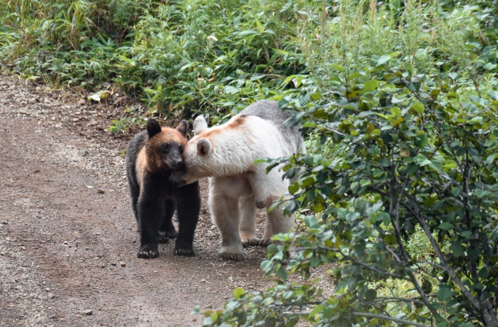 Snow White and Baby - The Bears, The photo, Artur Murzakhanov, Photostory, Longpost