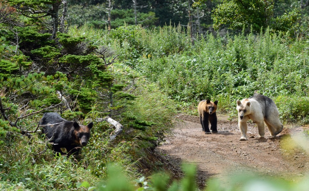 Snow White and Baby - The Bears, The photo, Artur Murzakhanov, Photostory, Longpost