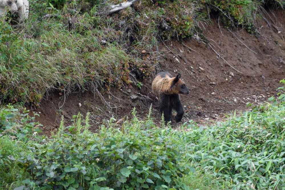 Snow White and Baby - The Bears, The photo, Artur Murzakhanov, Photostory, Longpost