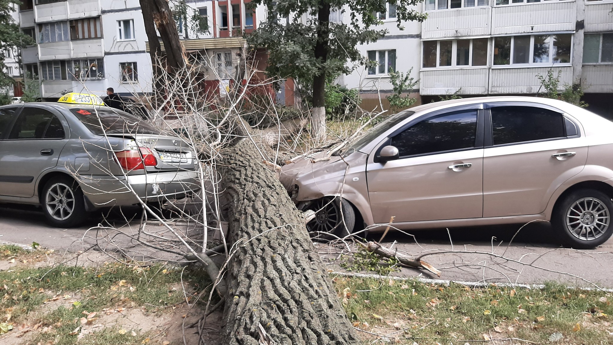 Плохой сюрприз - Авто, Дерево, Ущерб