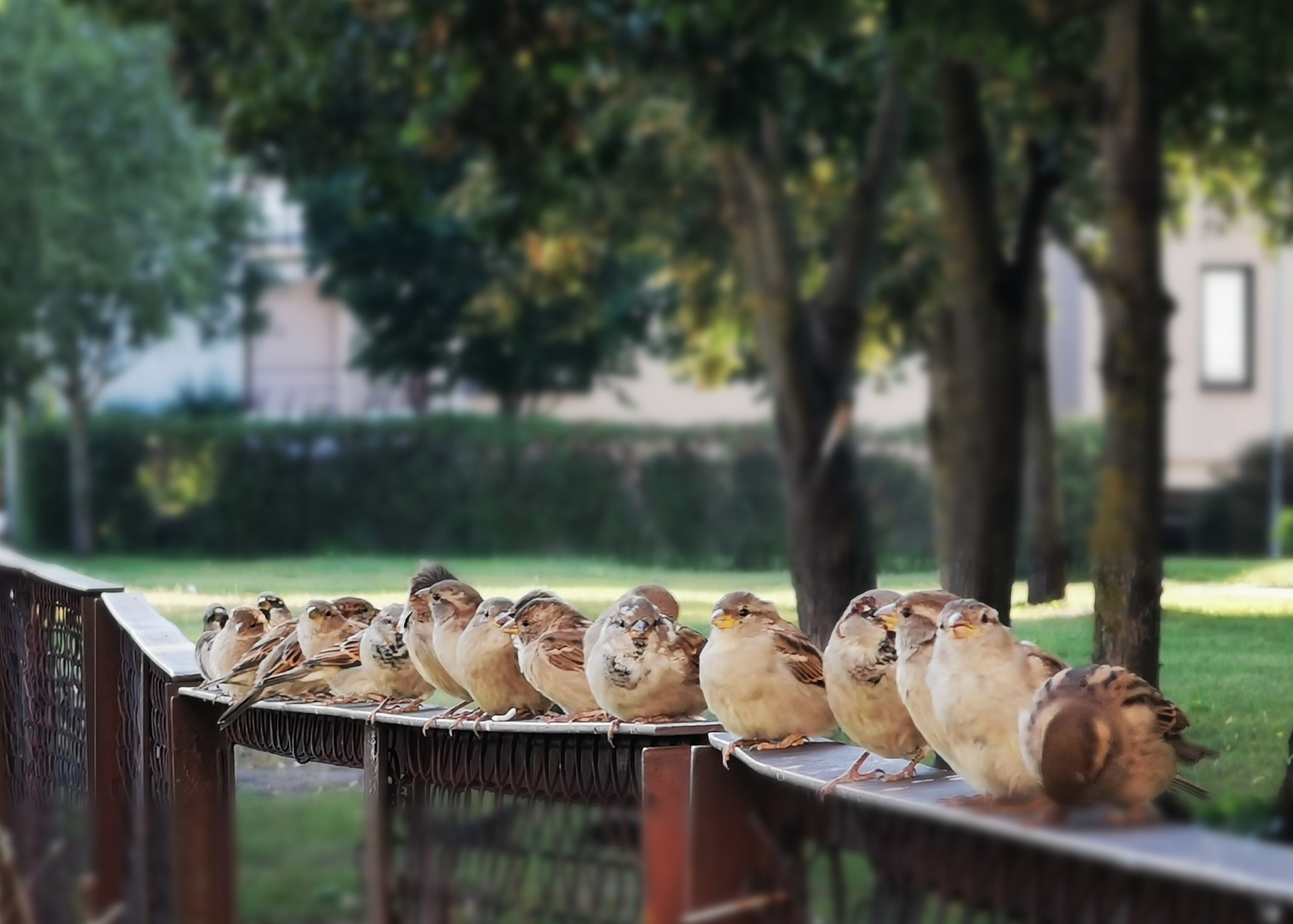 Sparrows - My, Birds, Sparrow, Mobile photography