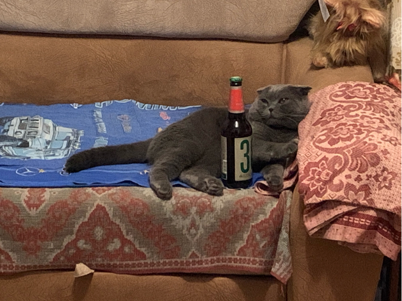 An alcoholic cat is grief in the family. - My, cat, Alcohol, Longpost