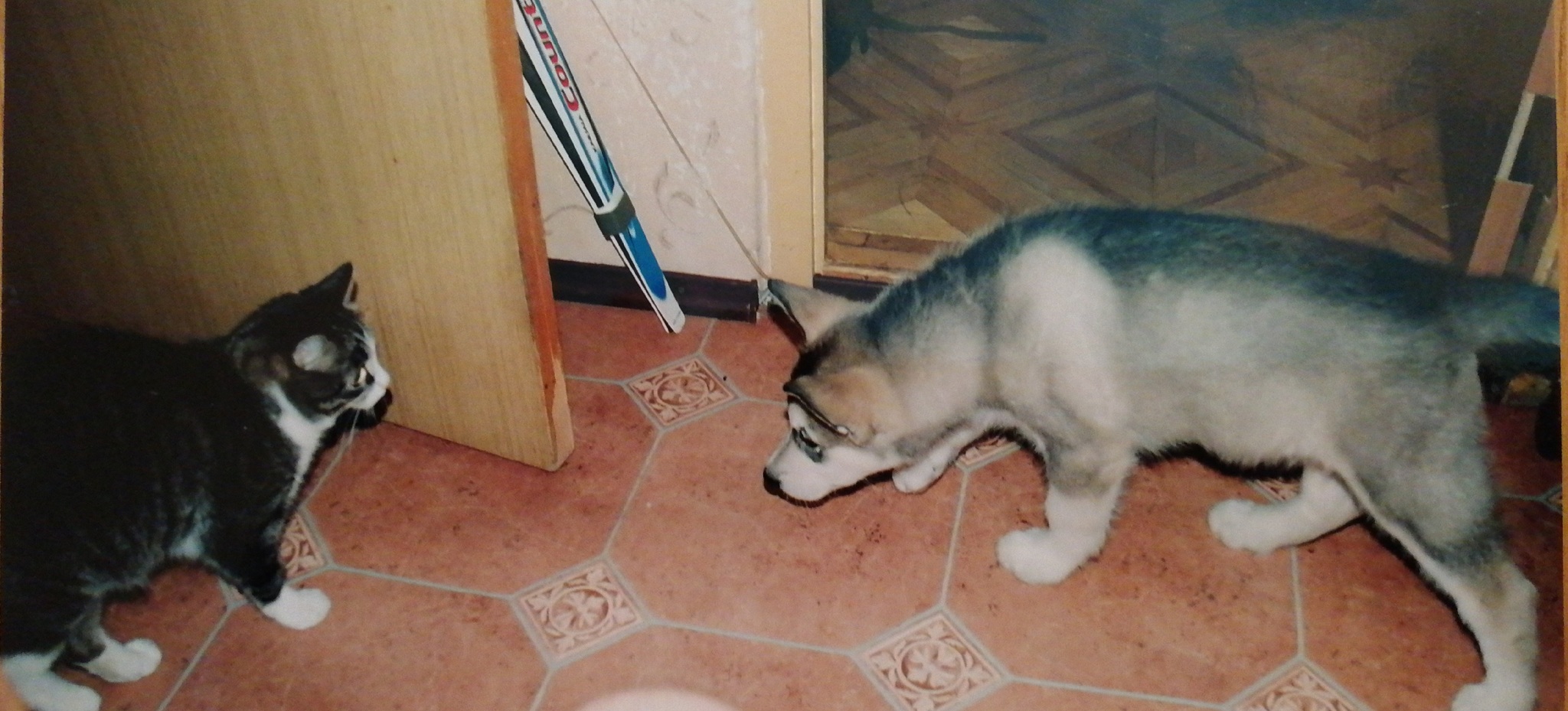 Gray - My, Dog, Alaskan Malamute, Friend, Brother, Pet, Longpost, cat, Pets