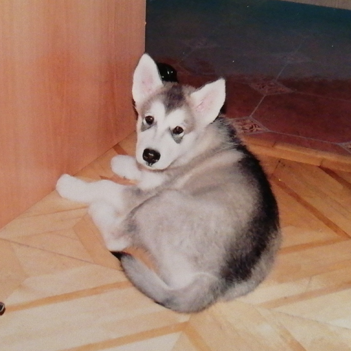 Gray - My, Dog, Alaskan Malamute, Friend, Brother, Pet, Longpost, cat, Pets