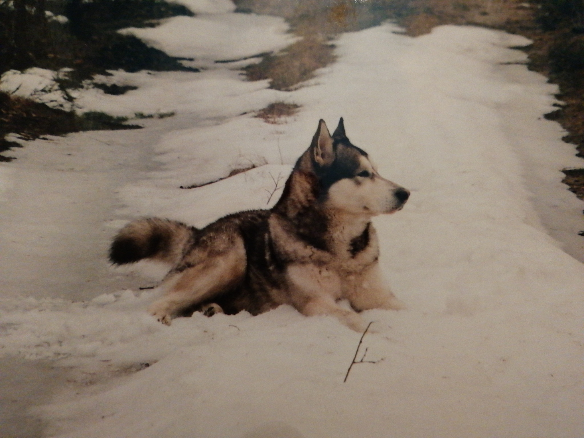 Gray - My, Dog, Alaskan Malamute, Friend, Brother, Pet, Longpost, cat, Pets