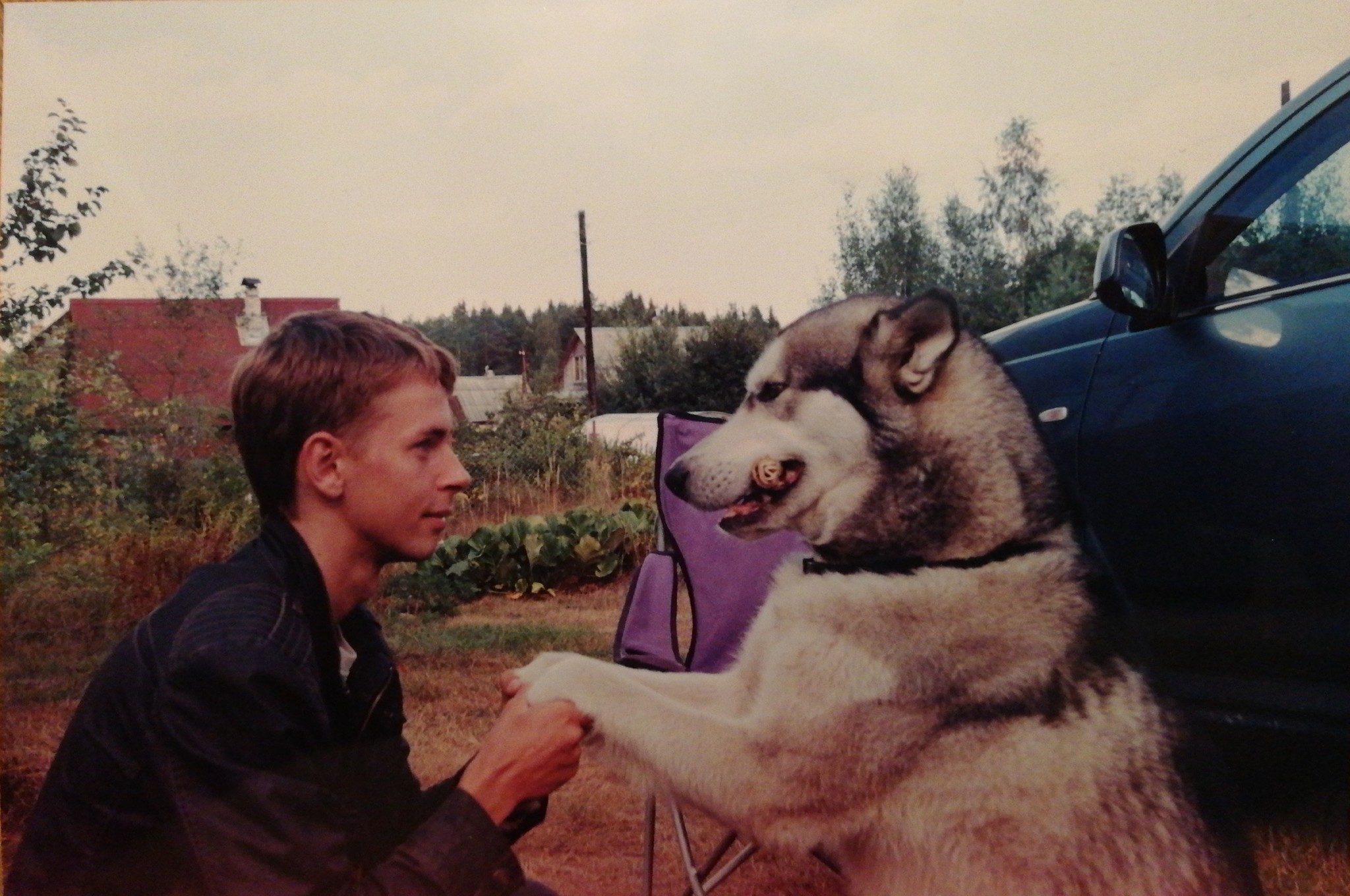 Gray - My, Dog, Alaskan Malamute, Friend, Brother, Pet, Longpost, cat, Pets