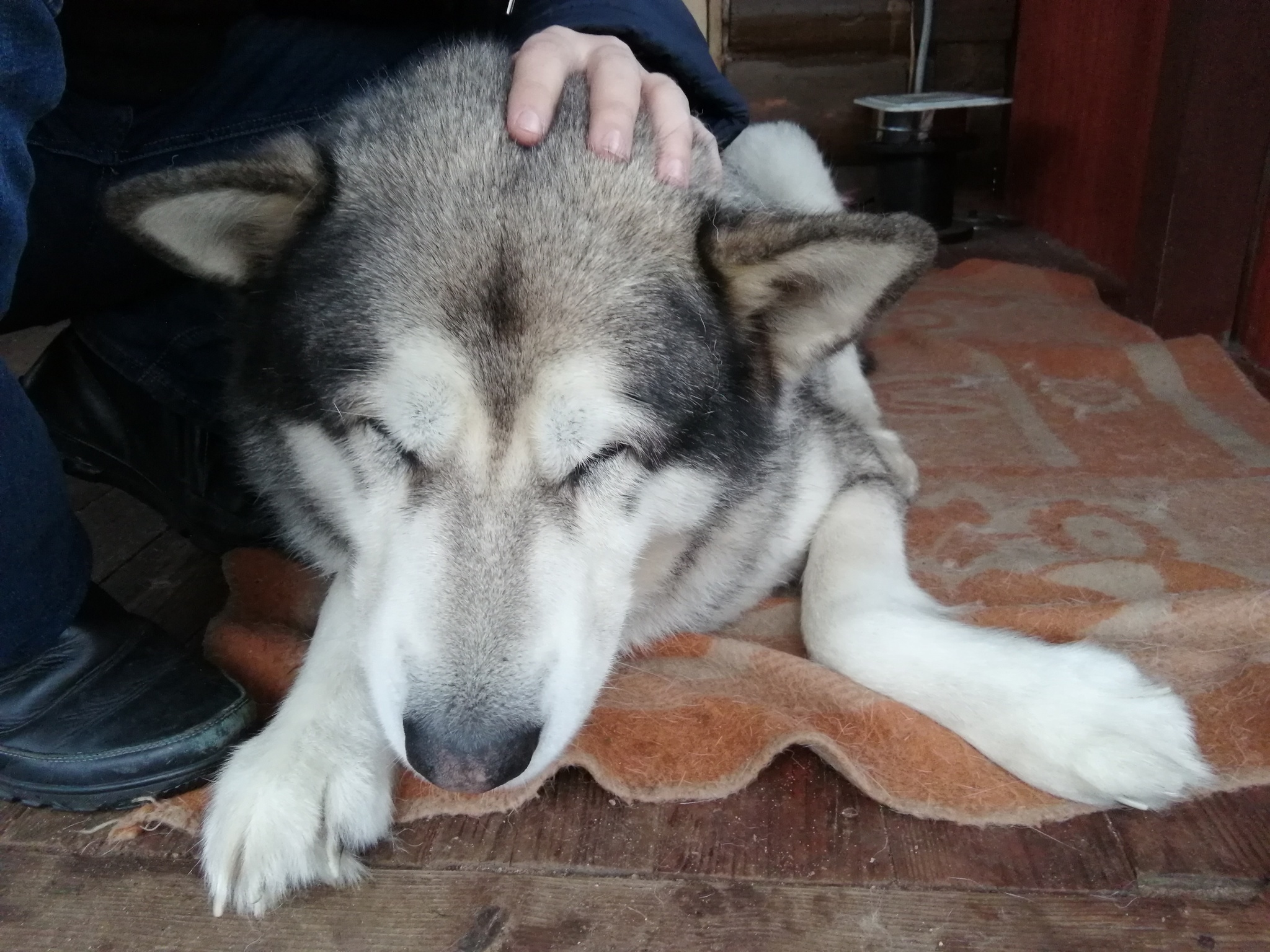 Gray - My, Dog, Alaskan Malamute, Friend, Brother, Pet, Longpost, cat, Pets