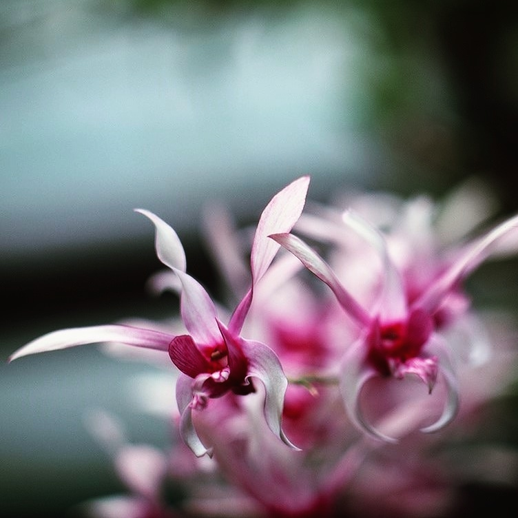 Botanical Garden - My, The photo, Film, Flora, Longpost