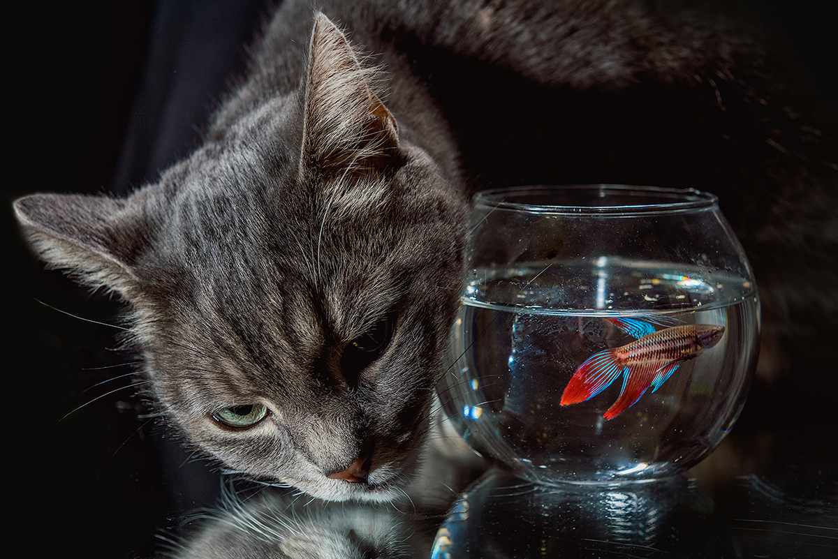 Кошка любит рыбку