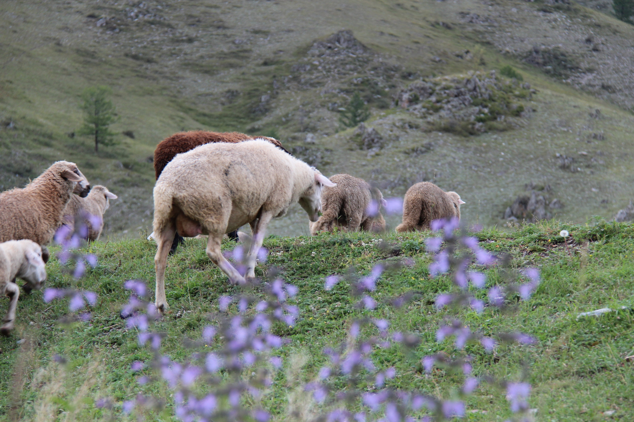 Altai stories - My, Altai, Sheeps, Travel across Russia, Mountain Altai, Author's story, Nature, The photo, beauty of nature, Longpost, Altai Republic