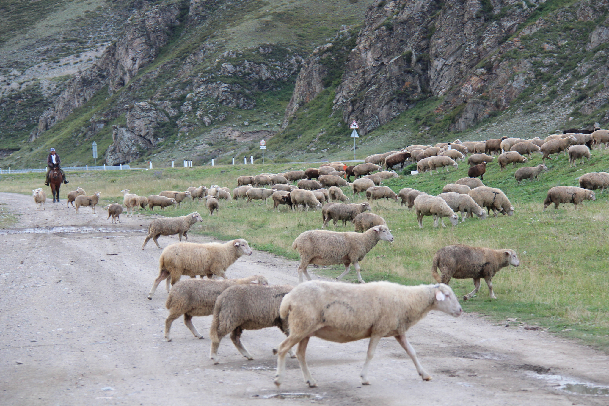 Купить алтайских овец. Овцеводство Алтая. Овцеводство Республики Алтай. Горный Алтай овцы. Алтайцы овца.