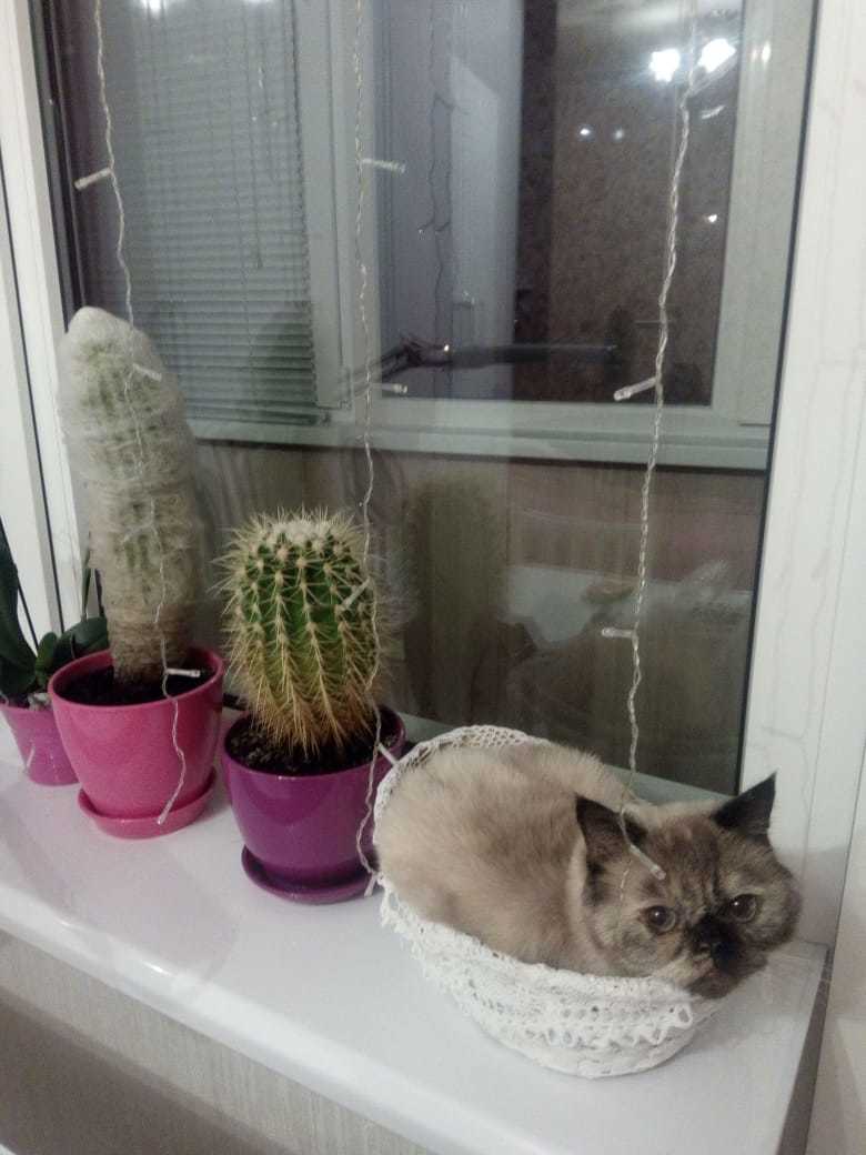 Cactus - My, cat, Cactus