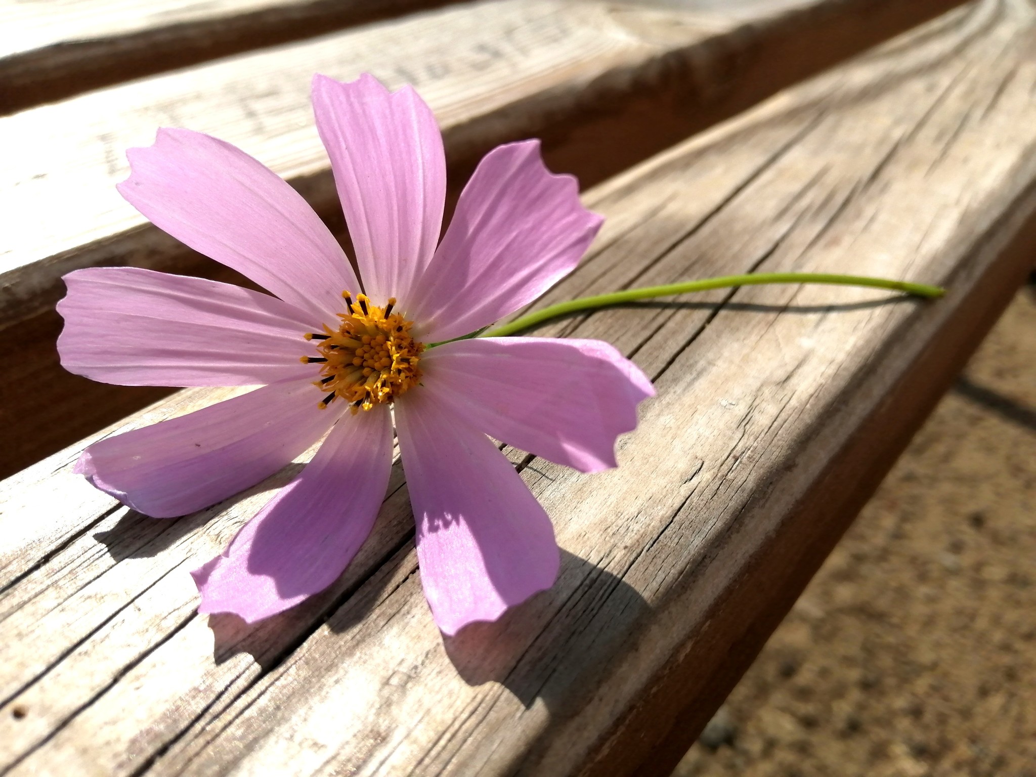 Hello from summer! ) - My, Flowers, The photo