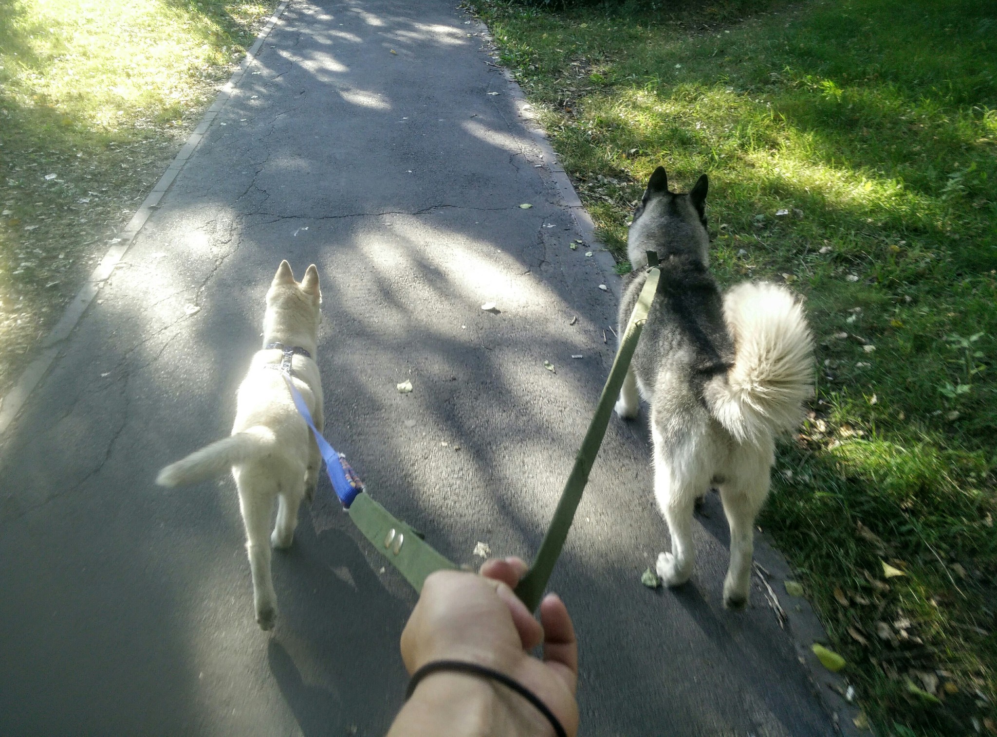 About Fridays, dogs and leashes. - My, Dog, Husky, Siberian Husky, Beagle, Inadequate, Negative, Leash, Mat, Longpost