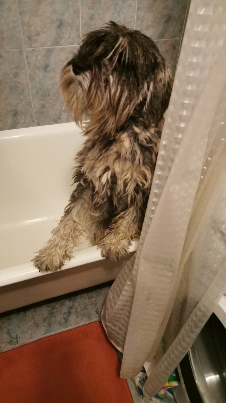 Found standard schnauzer - My, Found a dog, The dog is missing, Lost, Standard Schnauzer, Minsk, Minsk Oblast, Longpost, No rating