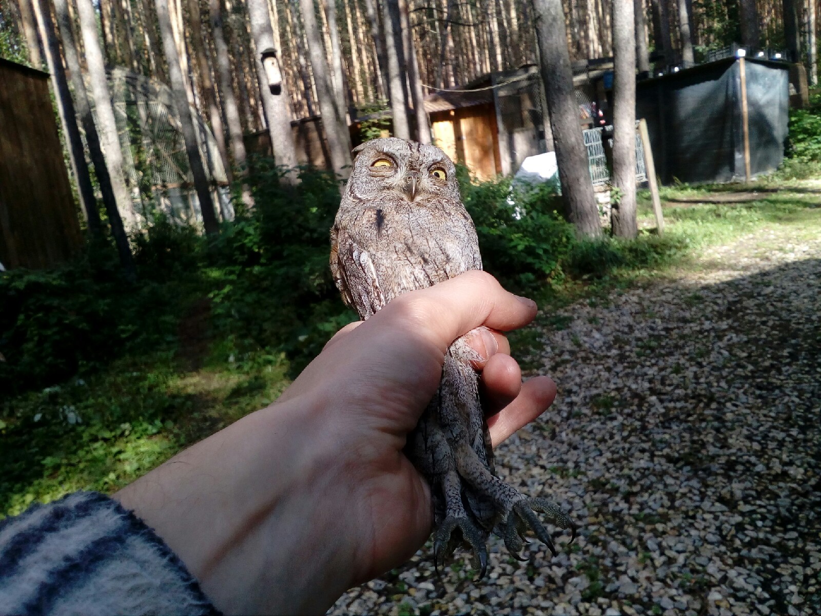 Pamagiti - My, Owl, Milota, Longpost, Chick