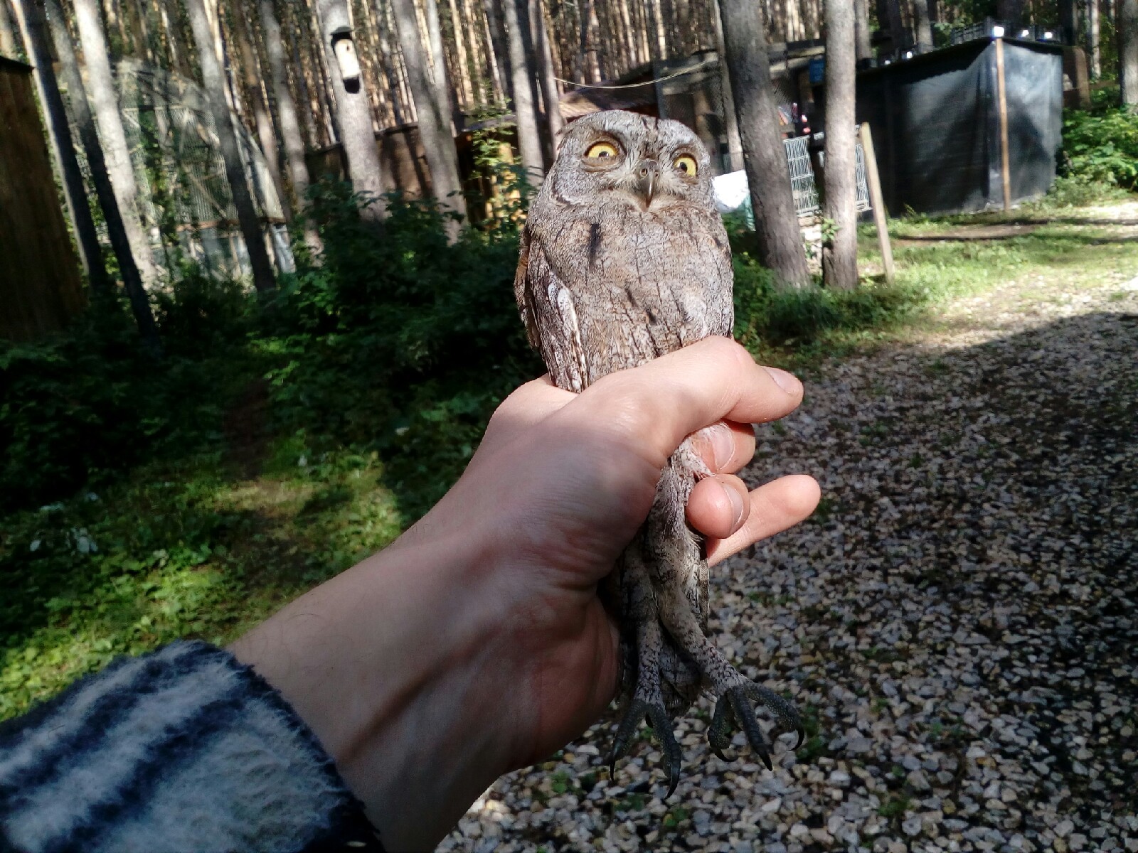 Pamagiti - My, Owl, Milota, Longpost, Chick