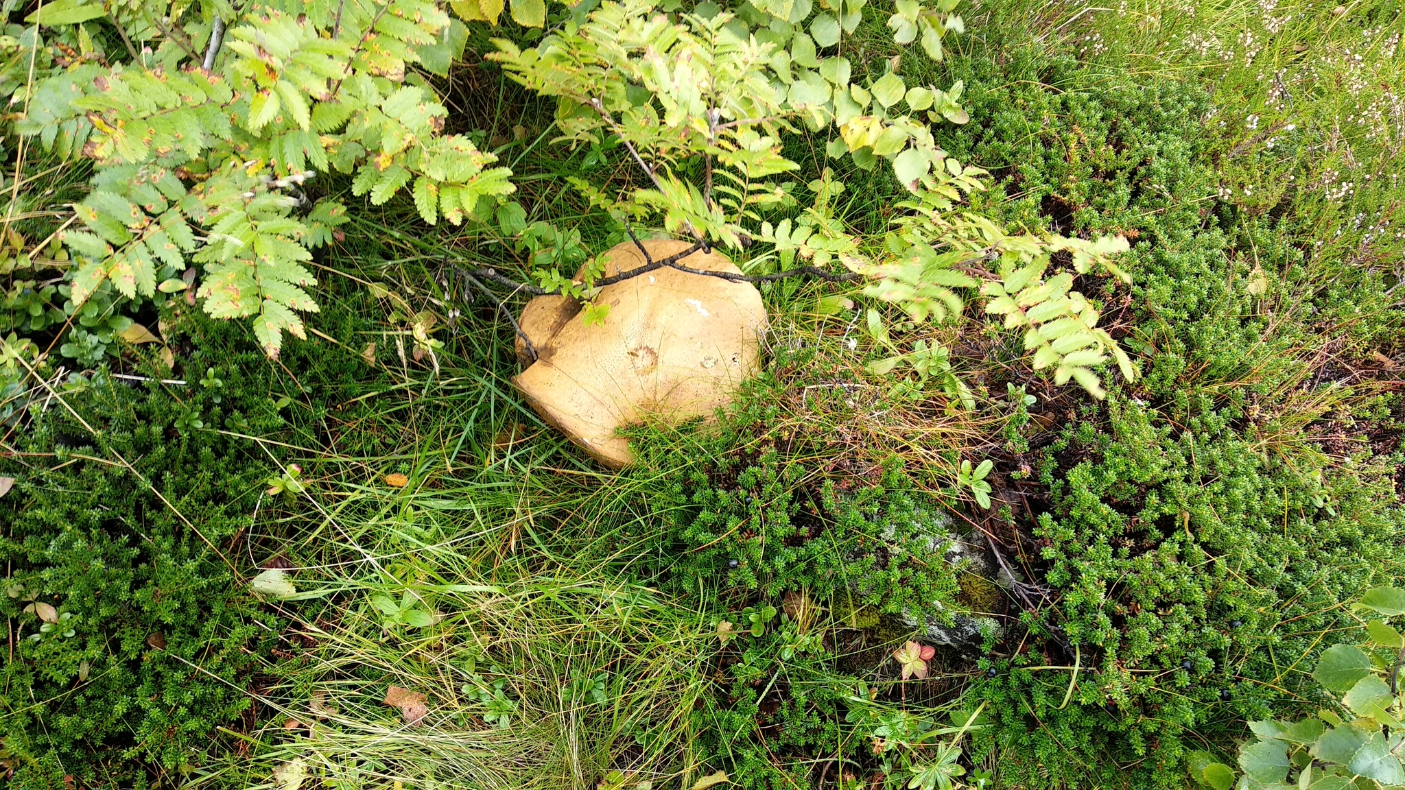 Mushrooms in Norway - My, Miracle Mushrooms, Norway, Forest, Mushrooms, Longpost