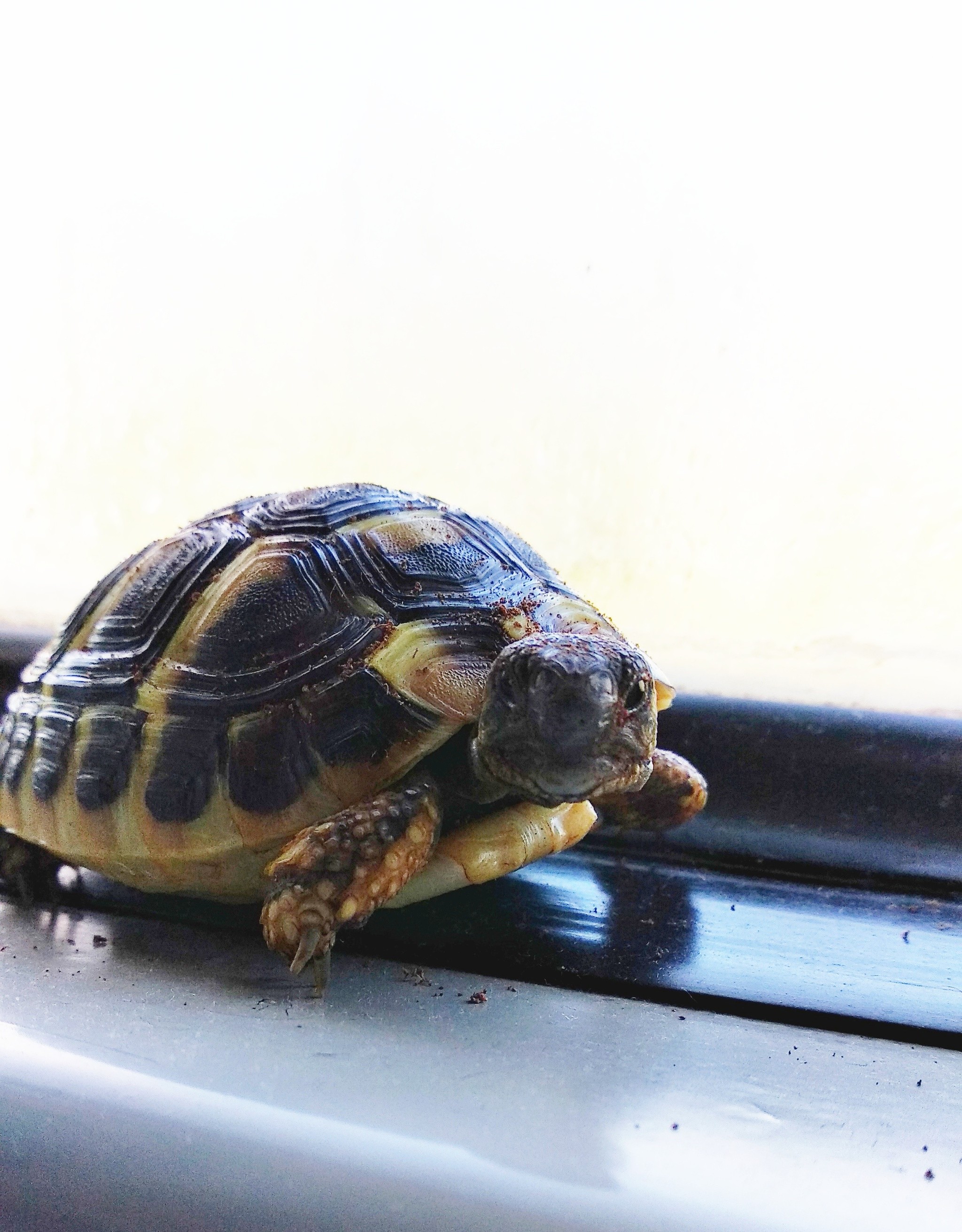 My chopper) - My, Turtle, Habits, Terrariumistics, Toddlers, Pet, Video, Longpost, Children, Pets