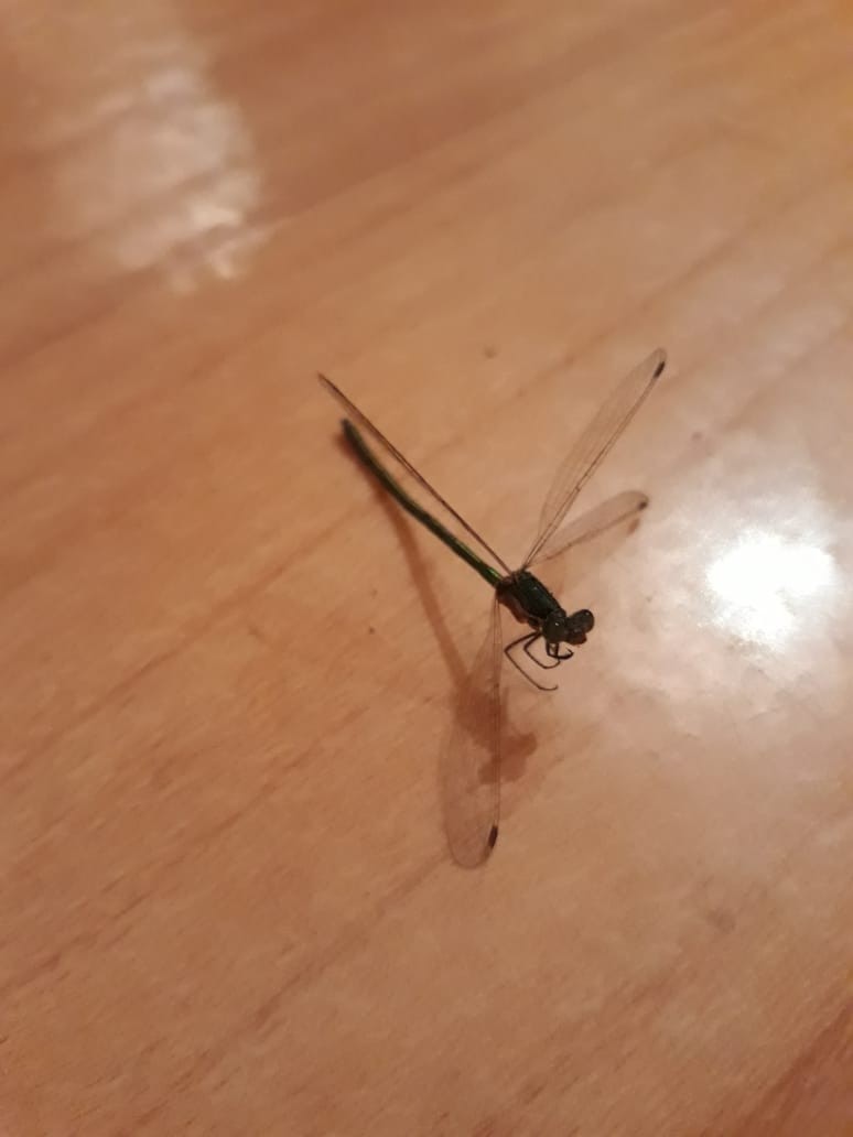 The dragonfly froze - My, Dragonfly, Found, Freezing, Longpost